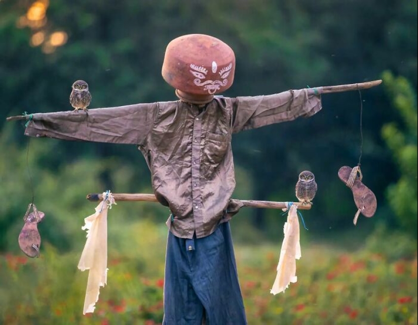 The Beauty Of Animals In 14 Photos By Guru Charan The Beauty Of Animals In 14 Photos By Guru Charan