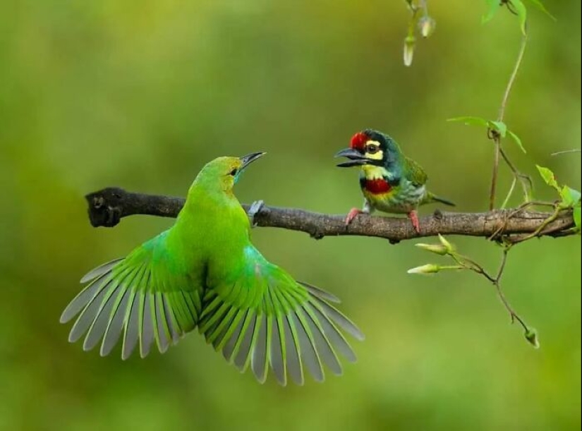 The Beauty Of Animals In 14 Photos By Guru Charan The Beauty Of Animals In 14 Photos By Guru Charan