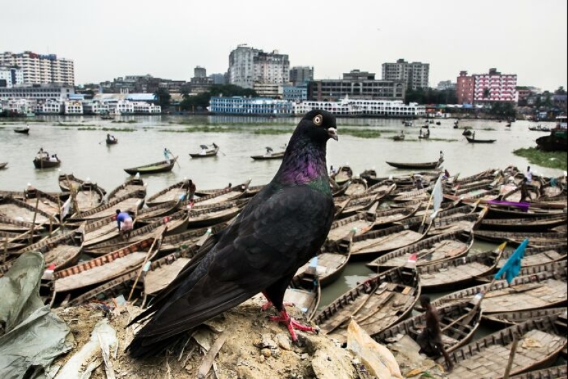 The Beauty Of Everyday Life: 10 Vibrant Photographs By Md Enamul Kabir The Beauty Of Everyday Life: 10 Vibrant Photographs By Md Enamul Kabir