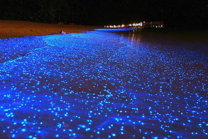 The beauty of the glowing beaches, like the starry sky The beauty of the glowing beaches, like the starry sky