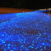 The beauty of the glowing beaches, like the starry sky The beauty of the glowing beaches, like the starry sky