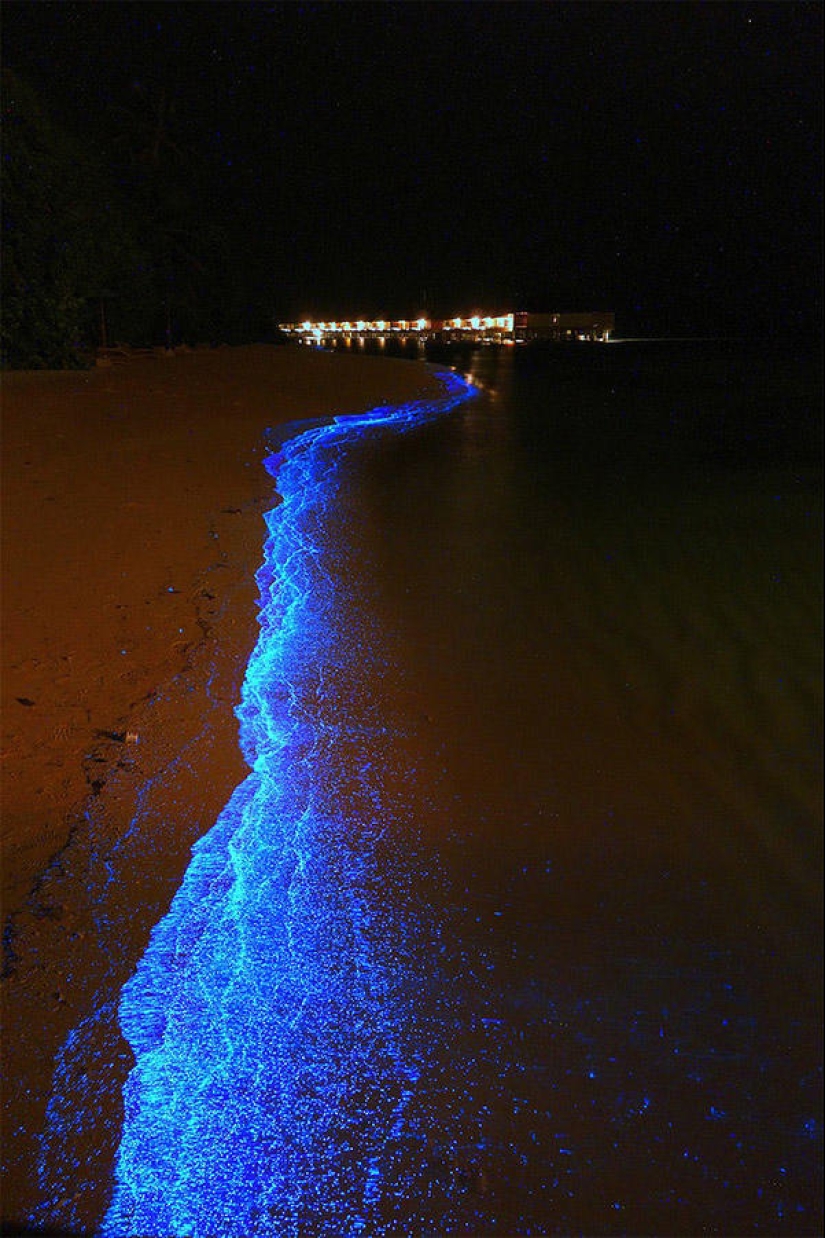 The beauty of the glowing beaches, like the starry sky