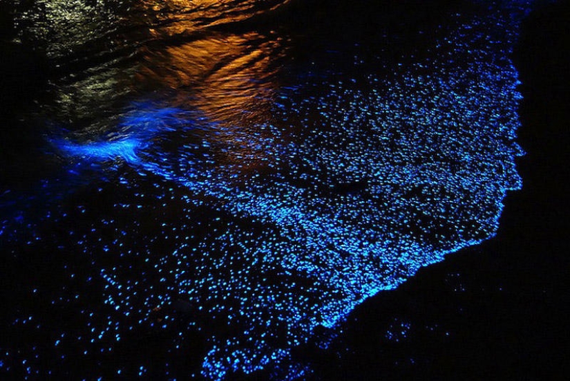 The beauty of the glowing beaches, like the starry sky