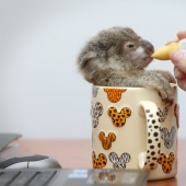 The cutest baby animals The cutest baby animals