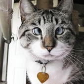 The cutest cross-eyed cat named Spangles The cutest cross-eyed cat named Spangles