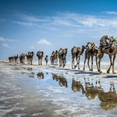 The Djibouti Phenomenon: Why the Poor Country Is Unaffordable for Ordinary Tourists The Djibouti Phenomenon: Why the Poor Country Is Unaffordable for Ordinary Tourists