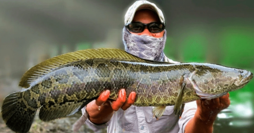 The dream of a fisherman and the horror of an ecologist: the snakehead terminator fish captures the waters of the United States The dream of a fisherman and the horror of an ecologist: the snakehead terminator fish captures the waters of the United States