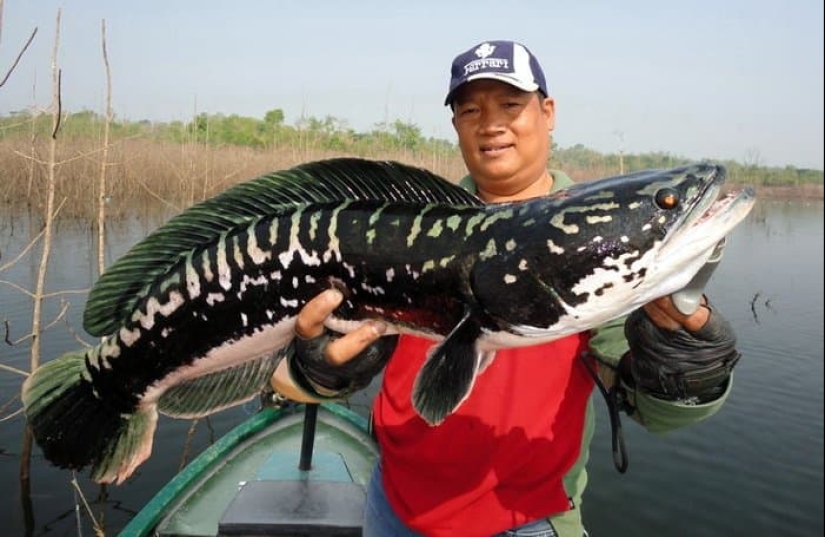 The dream of a fisherman and the horror of an ecologist: the snakehead terminator fish captures the waters of the United States The dream of a fisherman and the horror of an ecologist: the snakehead terminator fish captures the waters of the United States