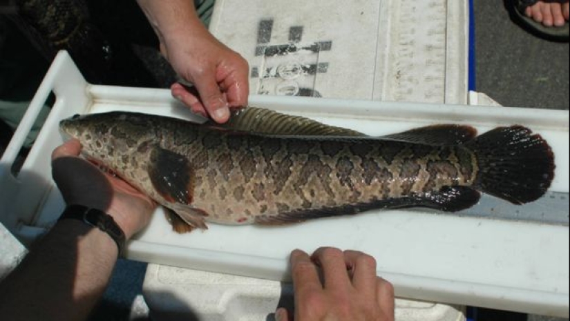 The dream of a fisherman and the horror of an ecologist: the snakehead terminator fish captures the waters of the United States The dream of a fisherman and the horror of an ecologist: the snakehead terminator fish captures the waters of the United States