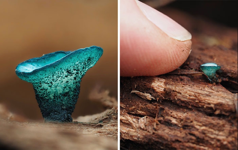 The Fascinating World Of Mushrooms You Might’ve Never Noticed: 16 Close-Up Pics By Cyanesense