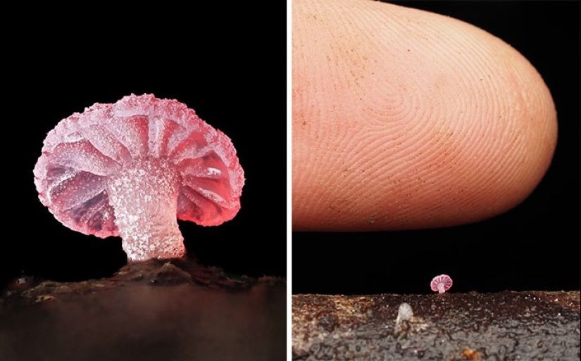 The Fascinating World Of Mushrooms You Might’ve Never Noticed: 16 Close-Up Pics By Cyanesense