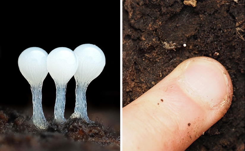 The Fascinating World Of Mushrooms You Might’ve Never Noticed: 16 Close-Up Pics By Cyanesense