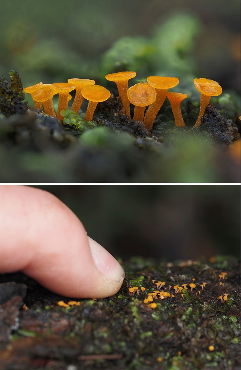 The Fascinating World Of Mushrooms You Might’ve Never Noticed: 16 Close-Up Pics By Cyanesense