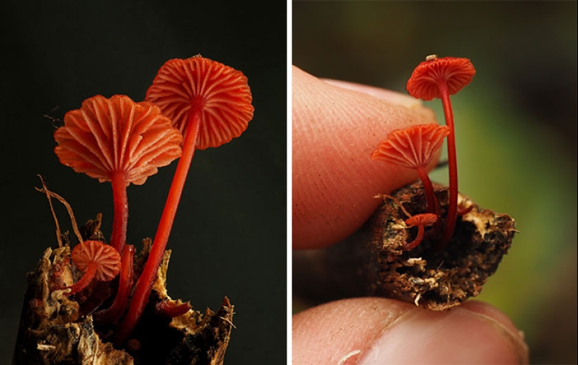 The Fascinating World Of Mushrooms You Might’ve Never Noticed: 16 Close-Up Pics By Cyanesense