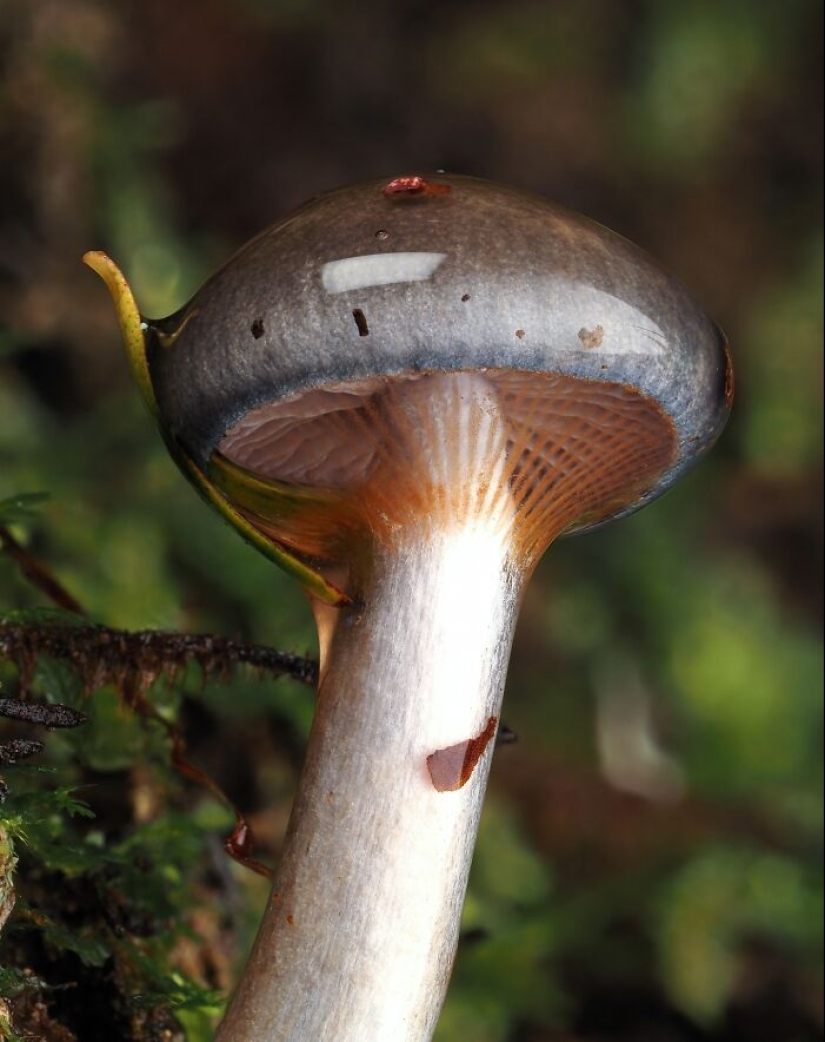 The Fascinating World Of Mushrooms You Might’ve Never Noticed: 16 Close-Up Pics By Cyanesense