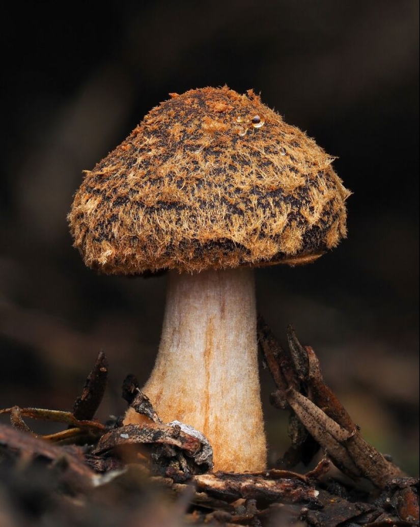 The Fascinating World Of Mushrooms You Might’ve Never Noticed: 16 Close-Up Pics By Cyanesense