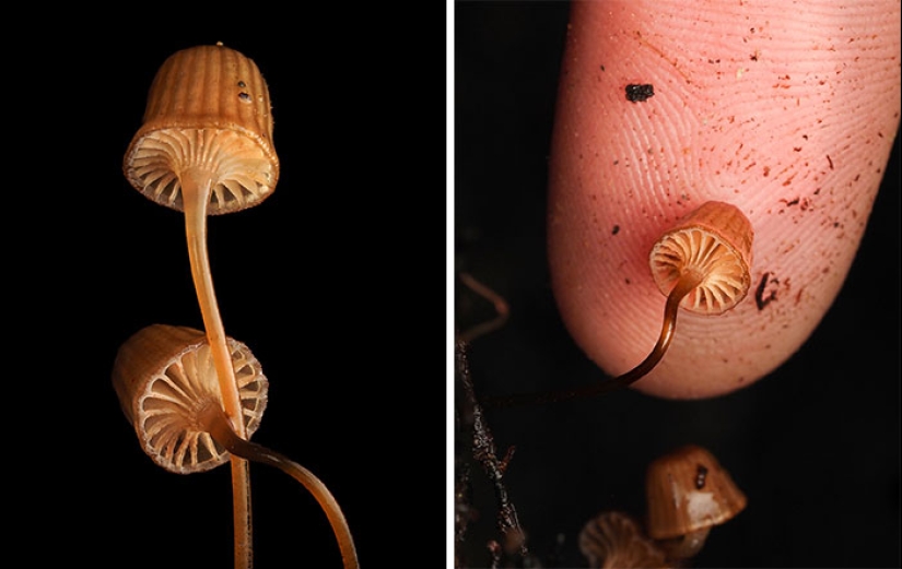 The Fascinating World Of Mushrooms You Might’ve Never Noticed: 16 Close-Up Pics By Cyanesense