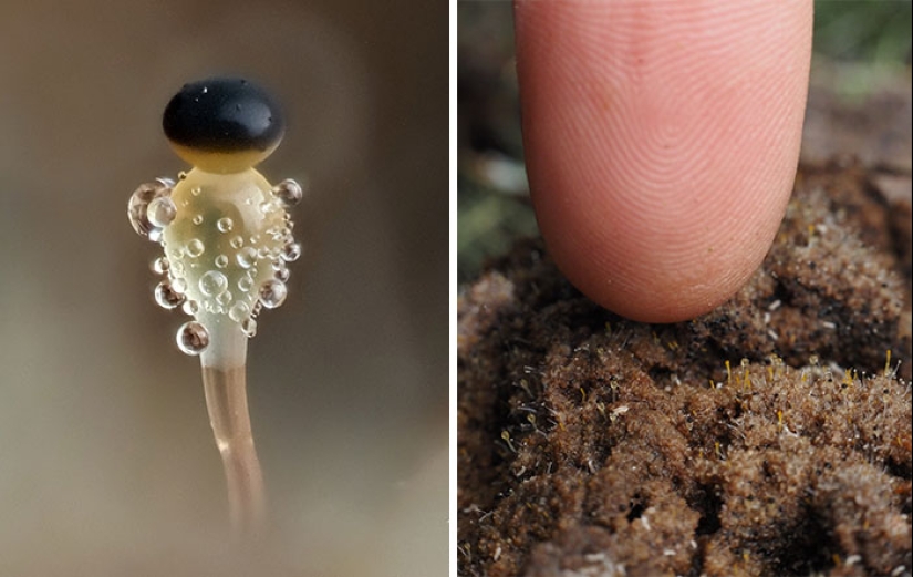The Fascinating World Of Mushrooms You Might’ve Never Noticed: 16 Close-Up Pics By Cyanesense