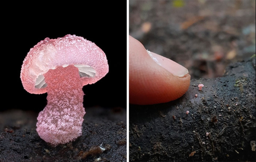 The Fascinating World Of Mushrooms You Might’ve Never Noticed: 16 Close-Up Pics By Cyanesense