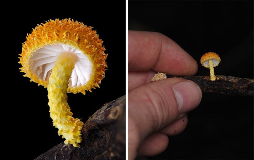 The Fascinating World Of Mushrooms You Might’ve Never Noticed: 16 Close-Up Pics By Cyanesense