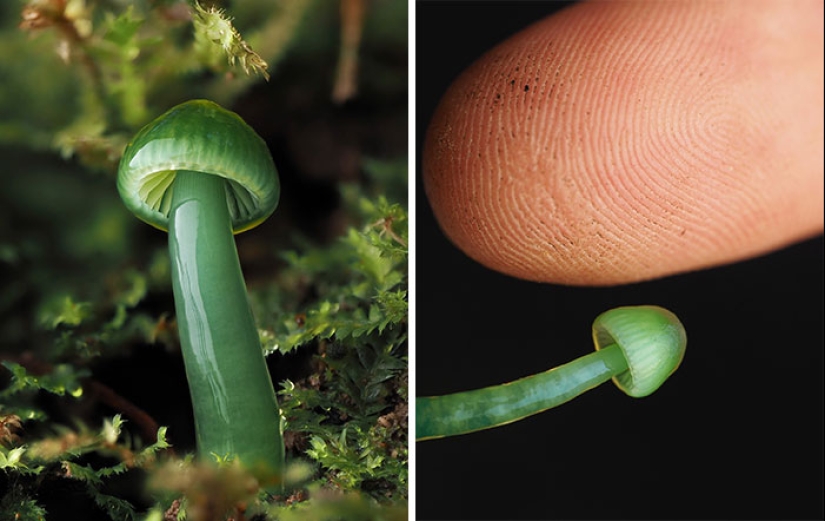 The Fascinating World Of Mushrooms You Might’ve Never Noticed: 16 Close-Up Pics By Cyanesense
