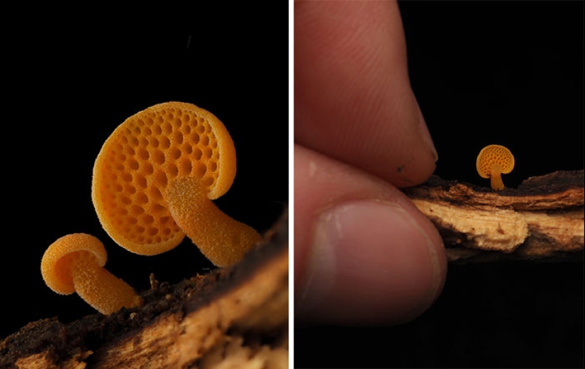The Fascinating World Of Mushrooms You Might’ve Never Noticed: 16 Close-Up Pics By Cyanesense