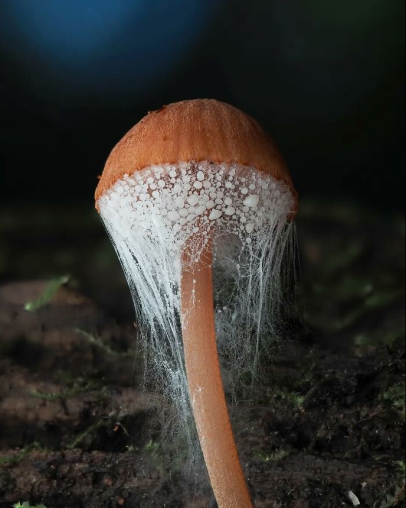 The Fascinating World Of Mushrooms You Might’ve Never Noticed: 16 Close-Up Pics By Cyanesense