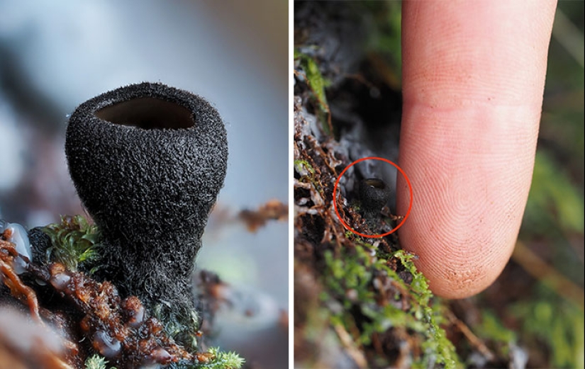 The Fascinating World Of Mushrooms You Might’ve Never Noticed: 16 Close-Up Pics By Cyanesense