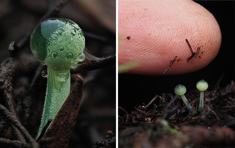 The Fascinating World Of Mushrooms You Might’ve Never Noticed: 16 Close-Up Pics By Cyanesense