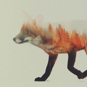 The forest is inside The forest is inside