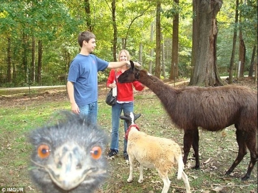 The funniest photobombs in vacation pictures
