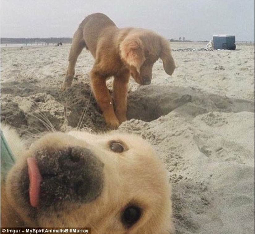 The funniest photobombs in vacation pictures