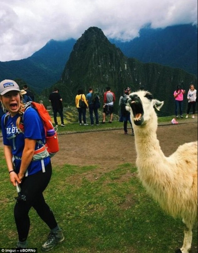 The funniest photobombs in vacation pictures