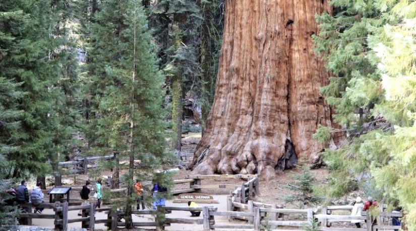 The General Sherman tree is the largest living organism on the planet The General Sherman tree is the largest living organism on the planet