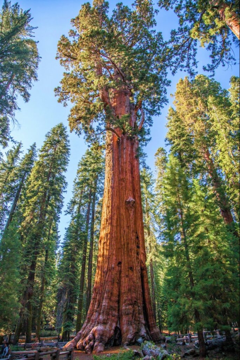 The General Sherman tree is the largest living organism on the planet The General Sherman tree is the largest living organism on the planet