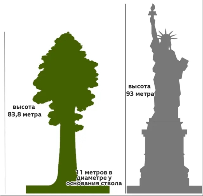 The General Sherman tree is the largest living organism on the planet The General Sherman tree is the largest living organism on the planet