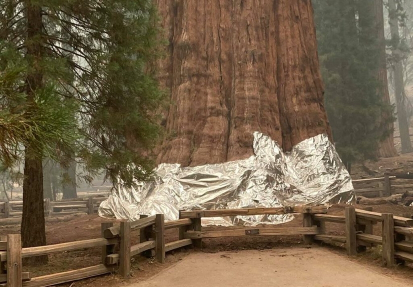 The General Sherman tree is the largest living organism on the planet The General Sherman tree is the largest living organism on the planet