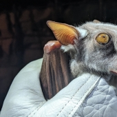 The hammerhead fruit bat is a strange bat with a dog's face. The hammerhead fruit bat is a strange bat with a dog's face.