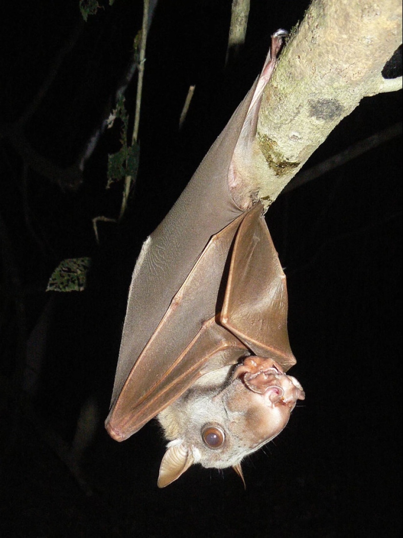 The hammerhead fruit bat is a strange bat with a dog&#39;s face.