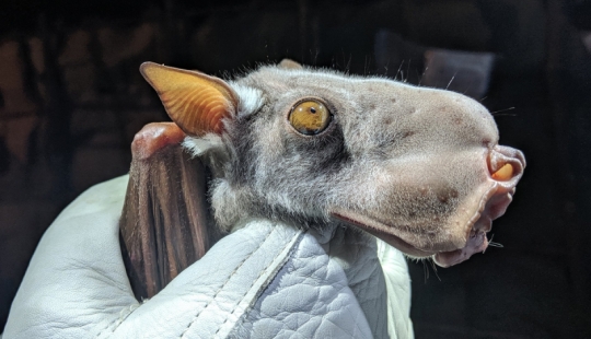 The hammerhead fruit bat is a strange bat with a dog's face.