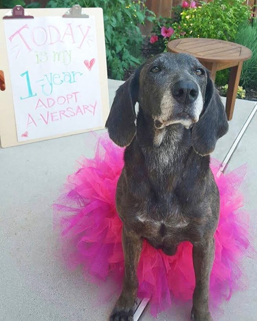The happiness of old dogs who were taken from the street