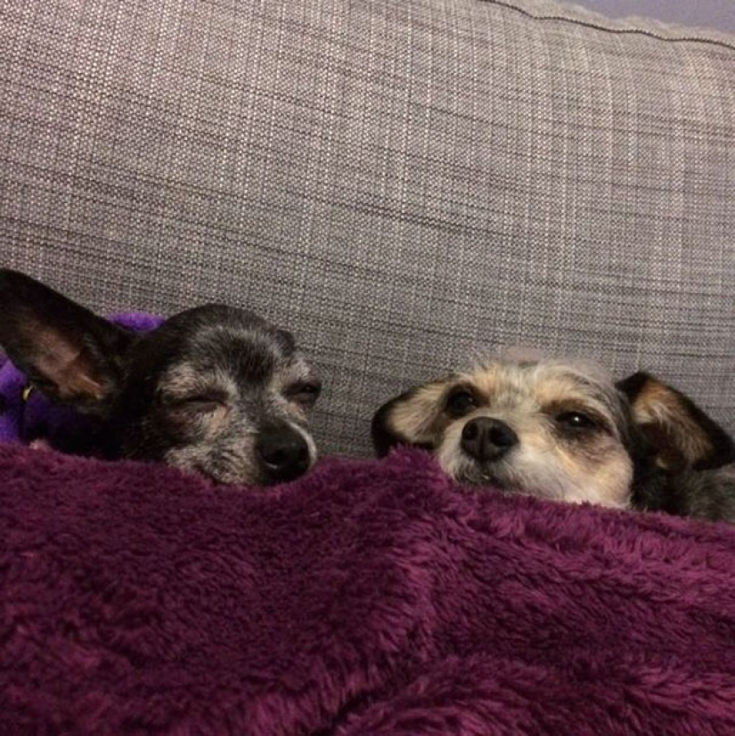 The happiness of old dogs who were taken from the street