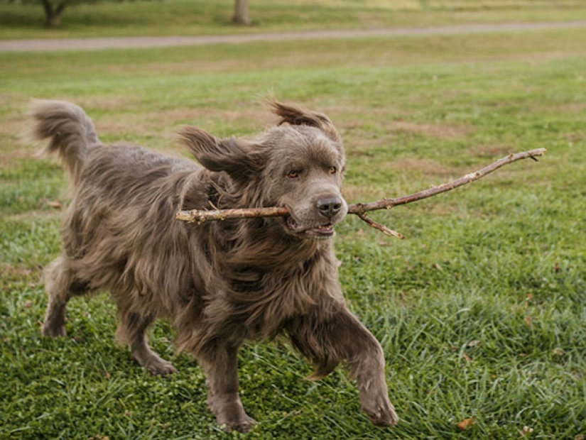 The happiness of old dogs who were taken from the street