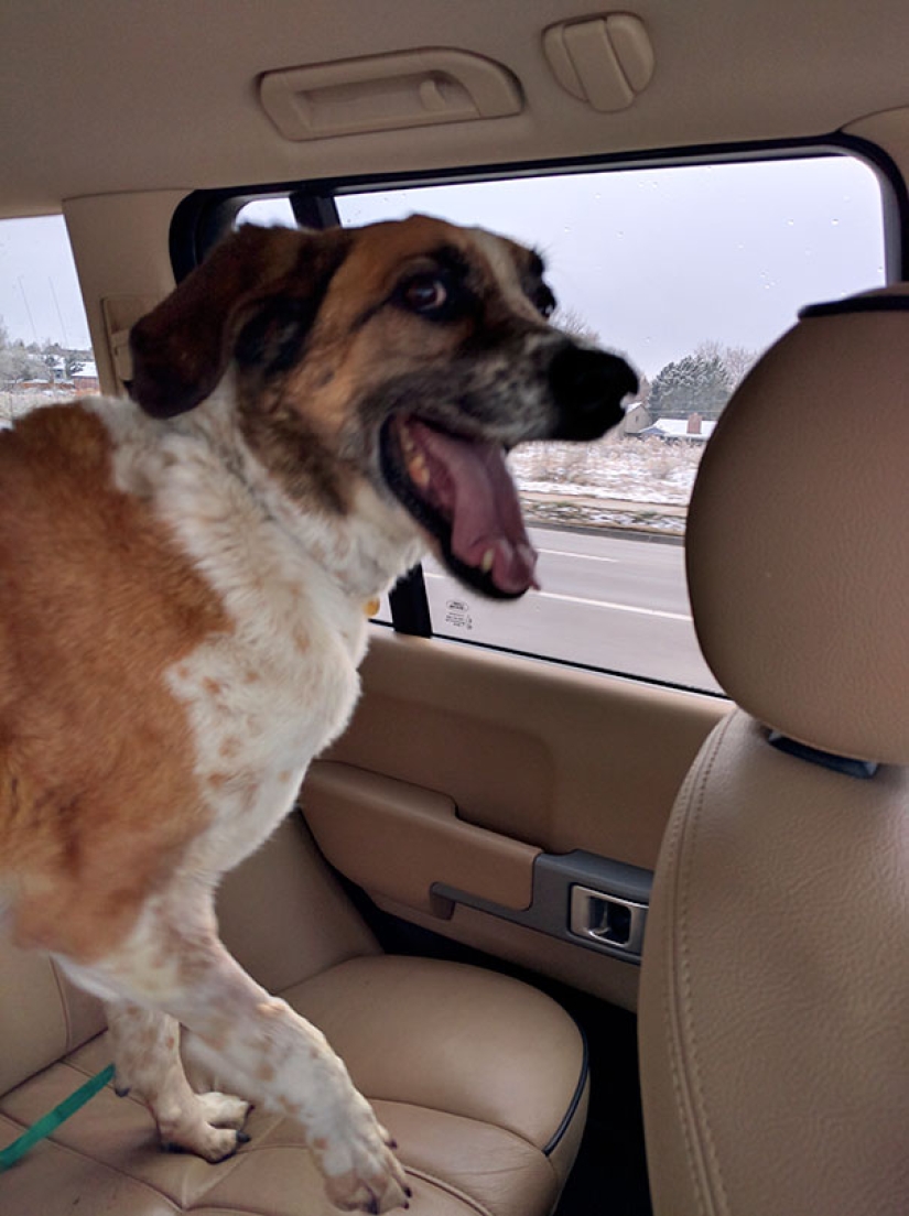 The happiness of old dogs who were taken from the street
