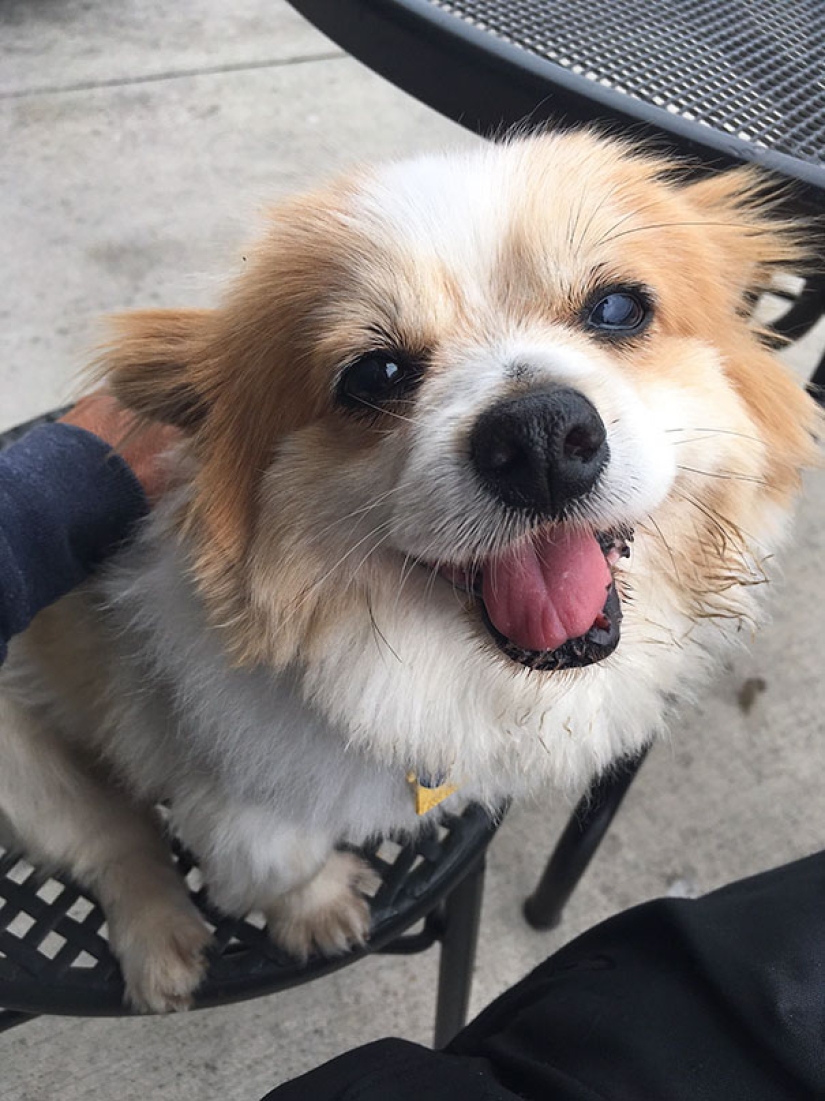 The happiness of old dogs who were taken from the street
