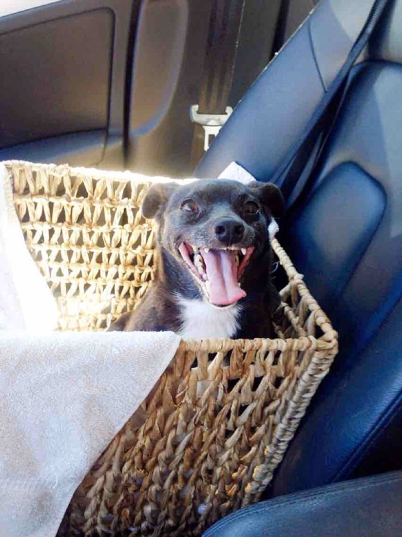 The happiness of old dogs who were taken from the street