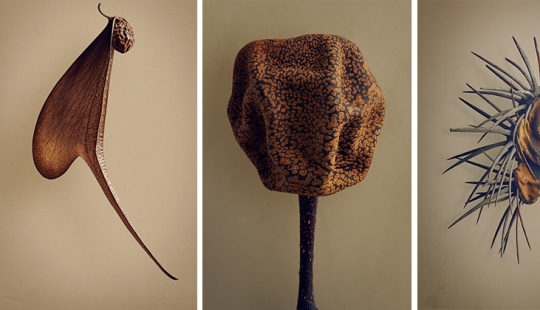 The hidden beauty of seeds and fruits by British photographer Levon Biss