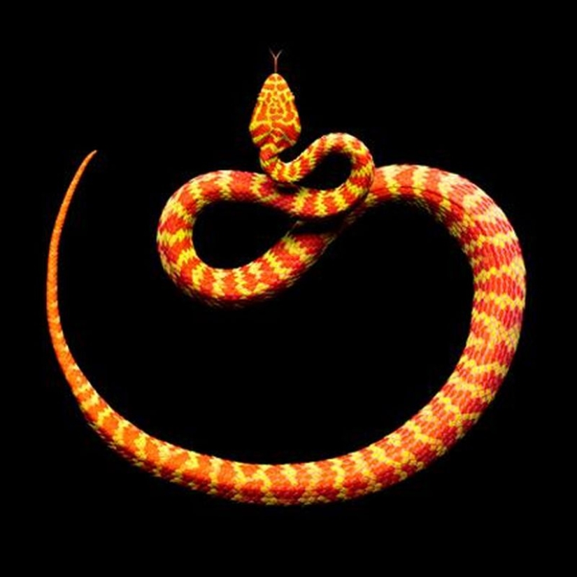 The incredible beauty of venomous snakes in Mark Light's photo project