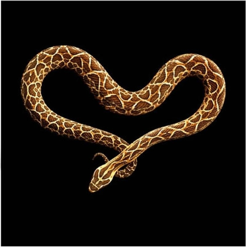 The incredible beauty of venomous snakes in Mark Light's photo project