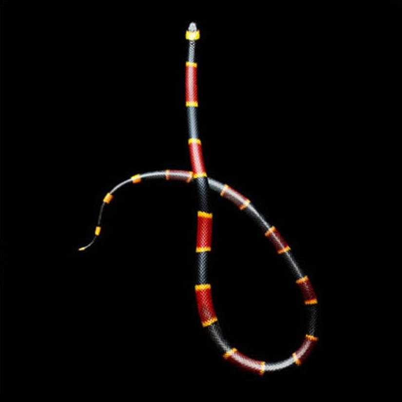The incredible beauty of venomous snakes in Mark Light's photo project